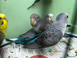 Budgerigars birds Black wing budgies, split to b/f & b/w - Advert 10