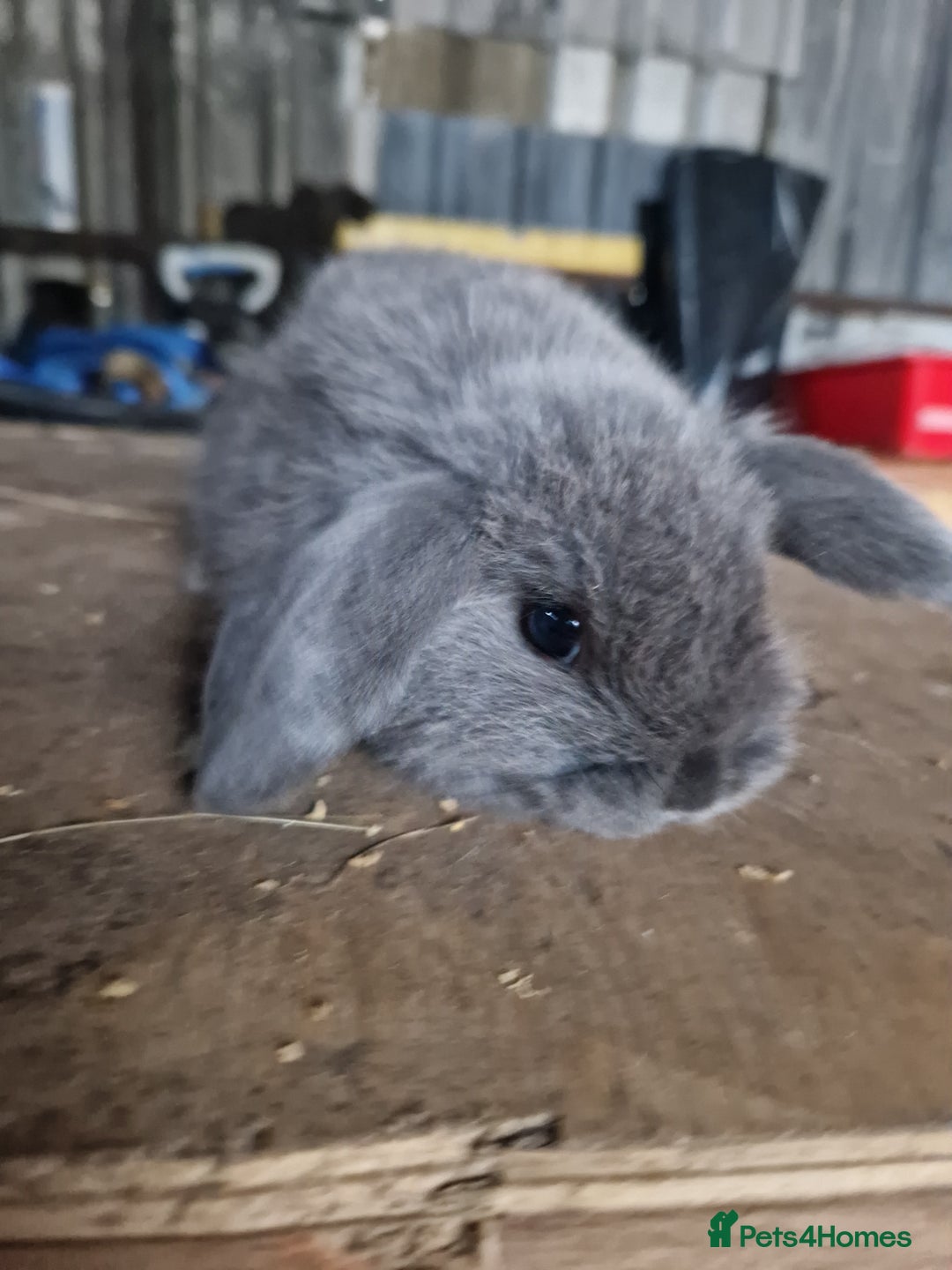 Mini Lop rabbits for sale: Baby mini lops  - Advert 10