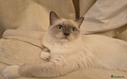 Ragdoll cats for sale: PEDIGREE RAGDOLL TICA REGISTERED - Image 7