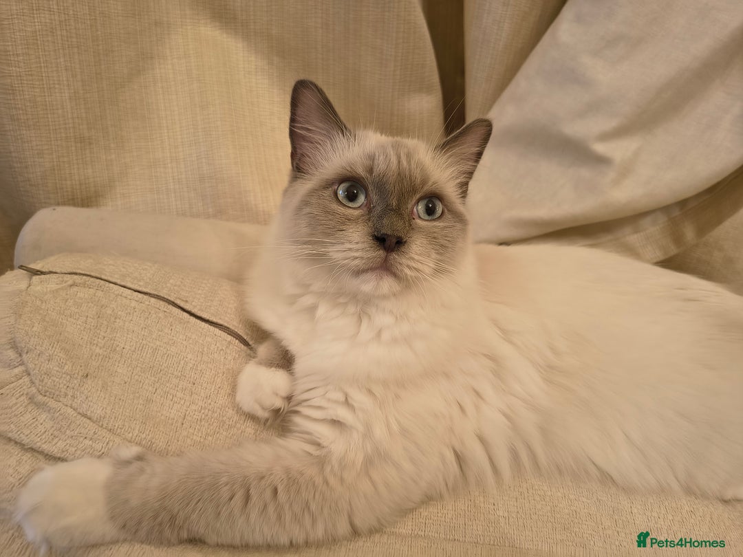 Ragdoll cats for sale: PEDIGREE RAGDOLL TICA REGISTERED - Image 7