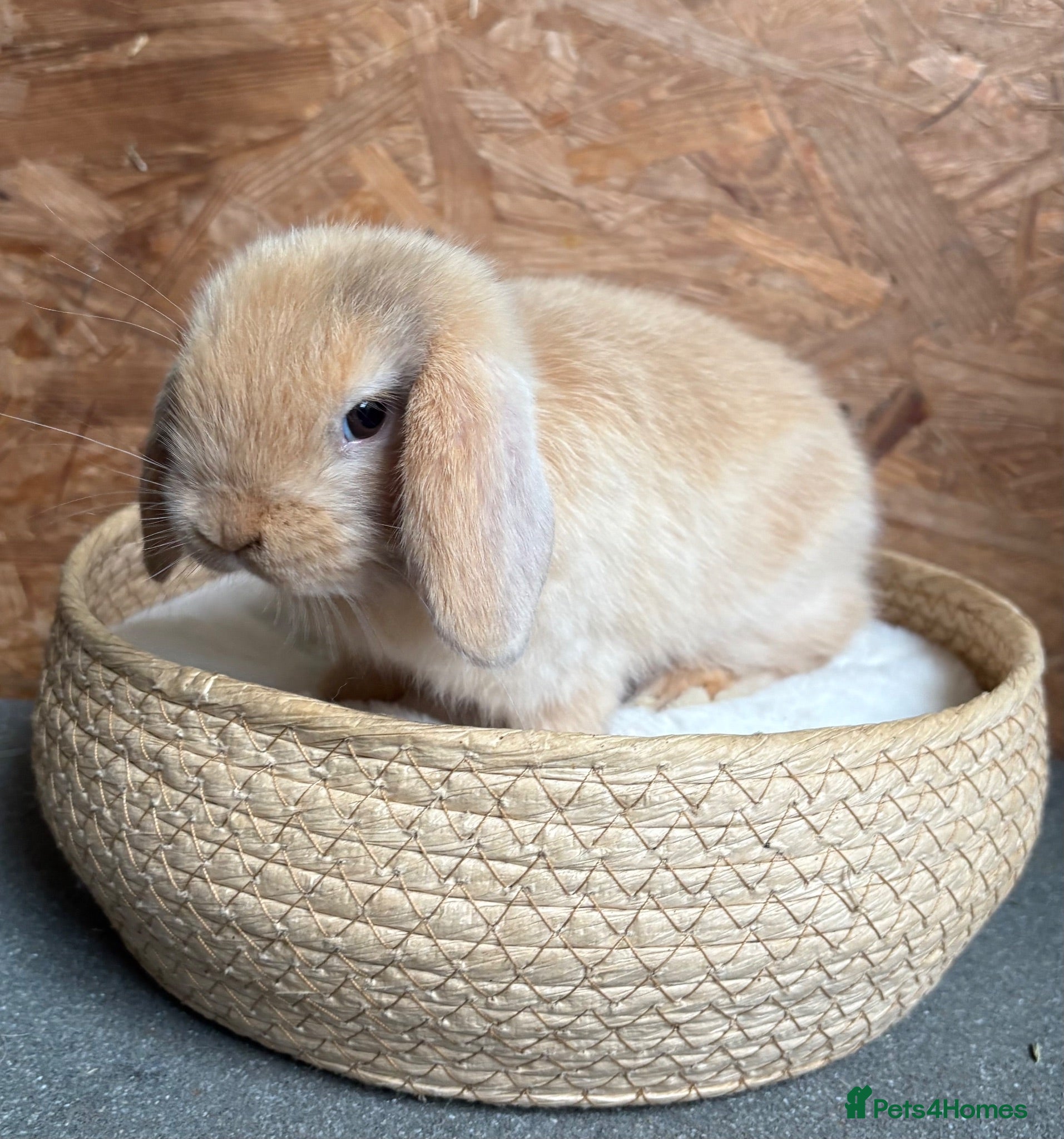 Mini Lop rabbits Mini lop available to reserve - Advert 2