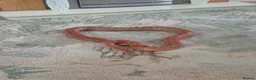 Corn Snake reptiles for sale: Corn snake in Brierley Hill - Advert 3