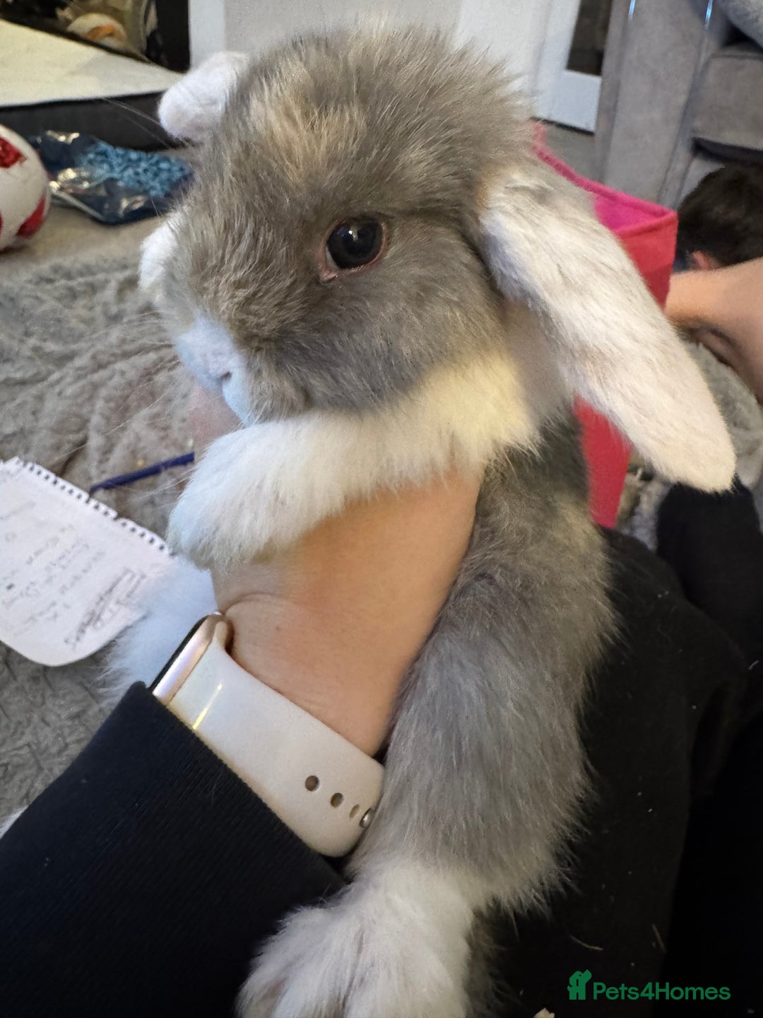 Mini Lop rabbits for sale: Mini lop baby bunnies  - Advert 1