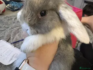 Mini Lop rabbits Mini lop baby bunnies - Advert 15