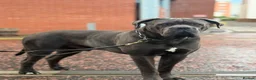 Cane Corso dogs for sale:  Male Cane Corso for experienced home in Dundee - Advert 3