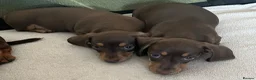 Miniature Dachshund dogs for sale: Beautiful mini Babies - Advert 4