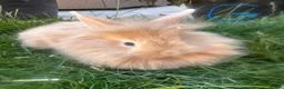 Lionhead rabbits for sale: Lionhead rabbits for sale  - Advert 1