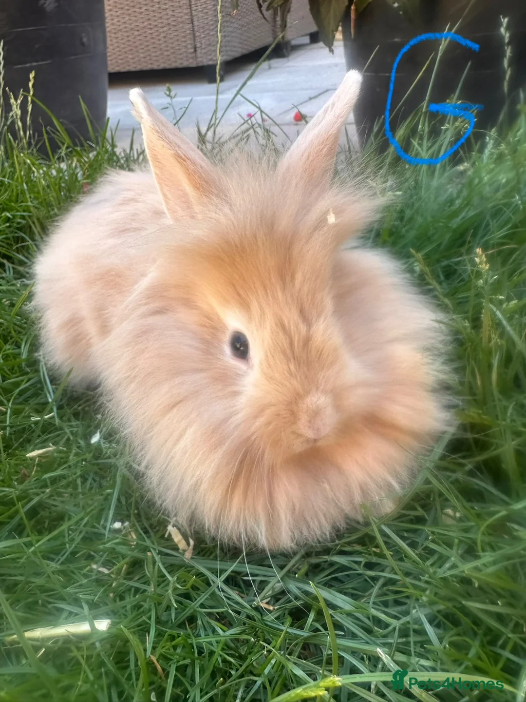 Lionhead rabbits for sale: Lionhead rabbits for sale  - Advert 1