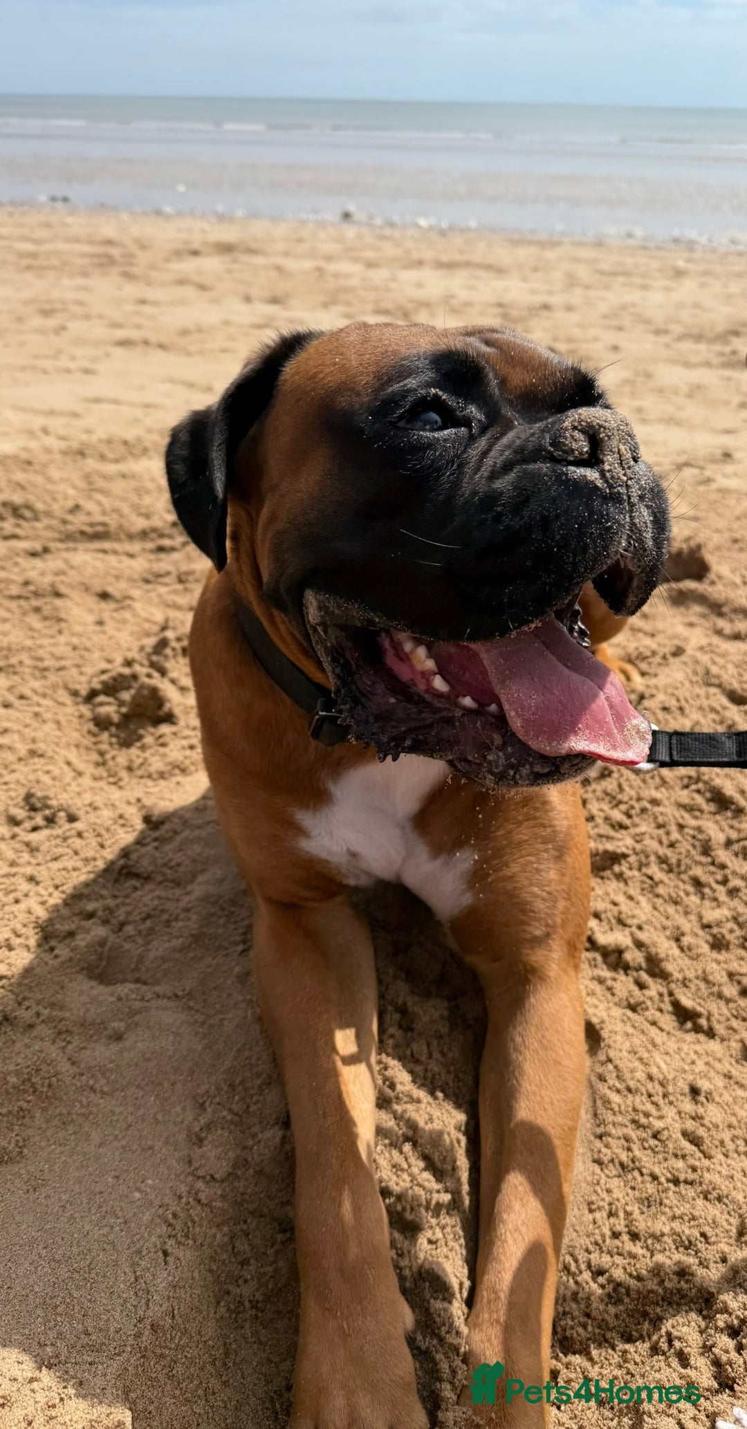 Boxer dogs for stud: KC Registered Boxer for Stud (Bobtail) - Advert 5