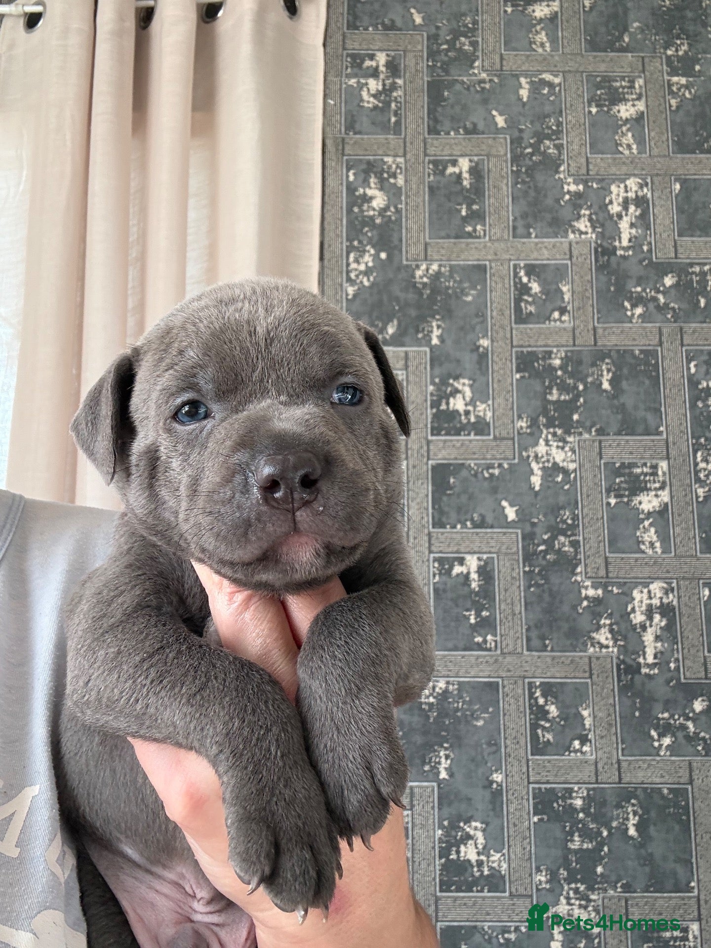 Staffordshire Bull Terrier dogs STAFFY PUPPIES LOOKING FOR FOREVER HOMES - Advert 1