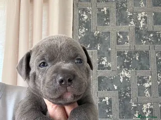 Staffordshire Bull Terrier dogs STAFFY PUPPIES LOOKING FOR FOREVER HOMES - Advert 1