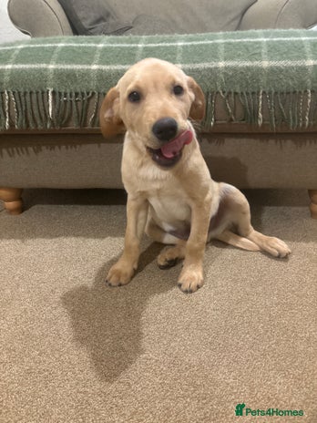 Labrador Retriever dogs - Advert 6
