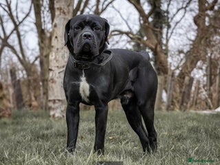 Cane Corso dogs ONE & ONLY UK LITTER DEL DYRIUM BLOOD LINES 🖤 - Advert 2