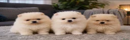 Pomeranian dogs for sale:  ✨KCRegistered ✨️ Teddy Bear Pomeranian Puppies 🐾 in Clydebank - Advert 1