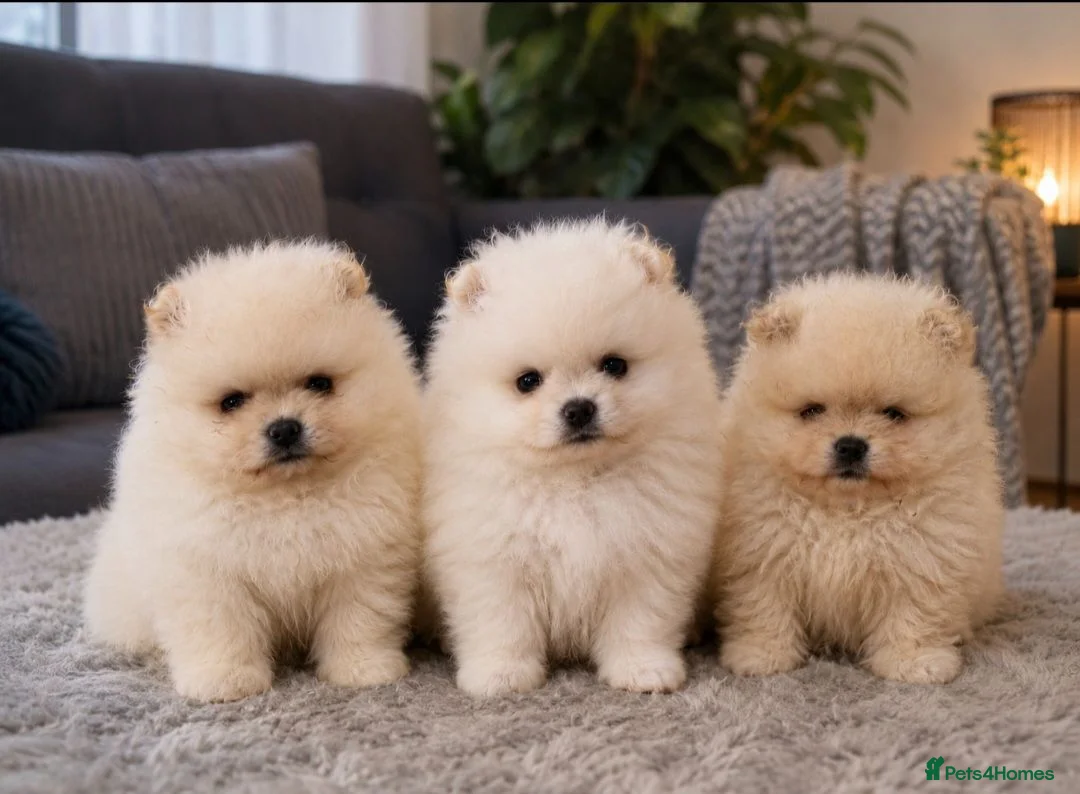 Pomeranian dogs for sale:  ✨KCRegistered ✨️ Teddy Bear Pomeranian Puppies 🐾 in Clydebank - Advert 1