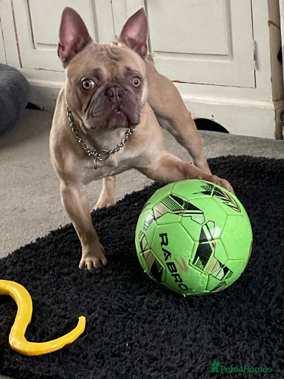 French Bulldog dogs for sale: French bull dog - Advert 7