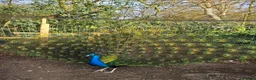 Peafowl poultry for sale: Black shouldered Peacock pair for sale - Advert 1