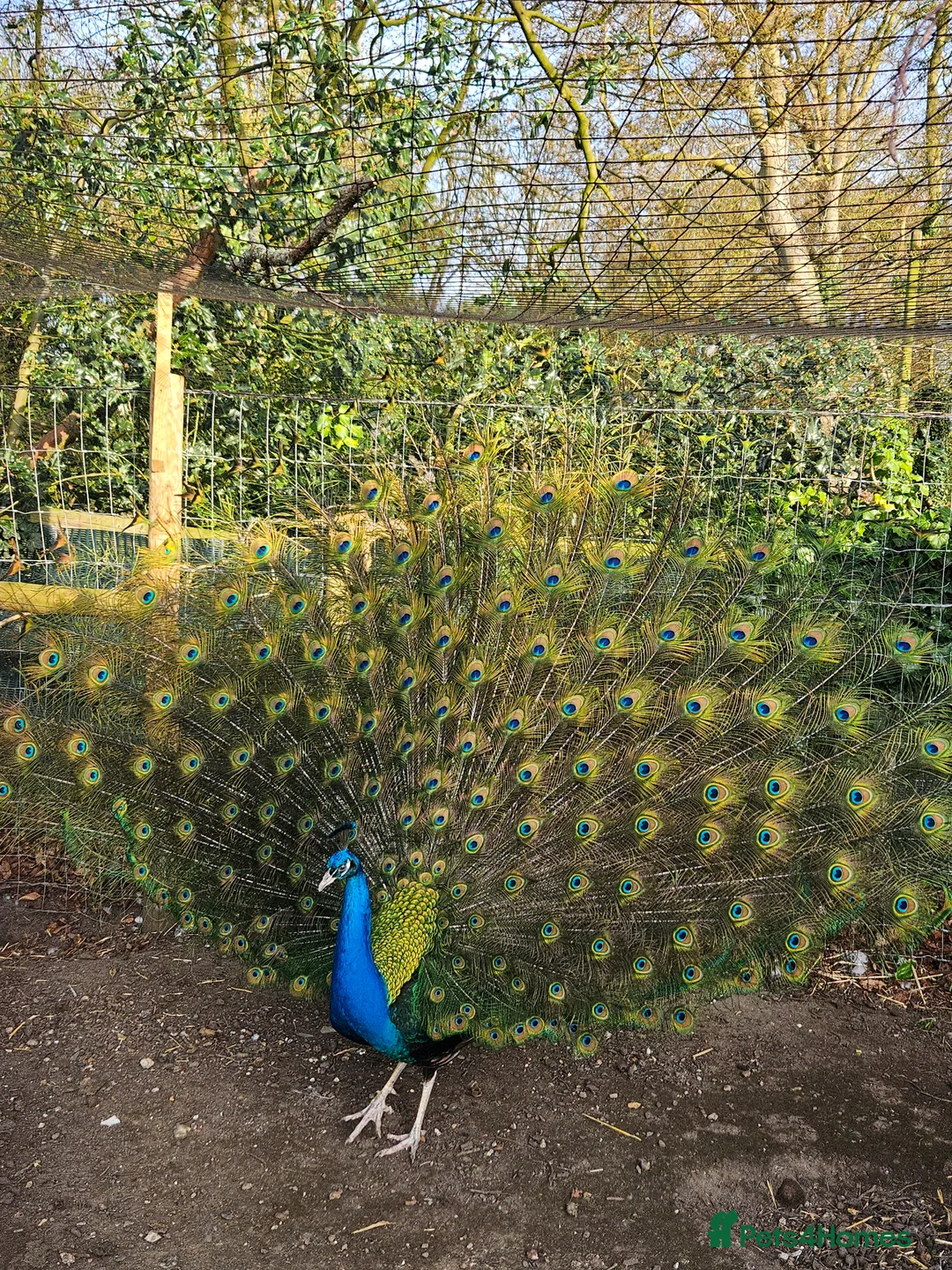 Peafowl poultry for sale: Black shouldered Peacock pair for sale - Advert 1