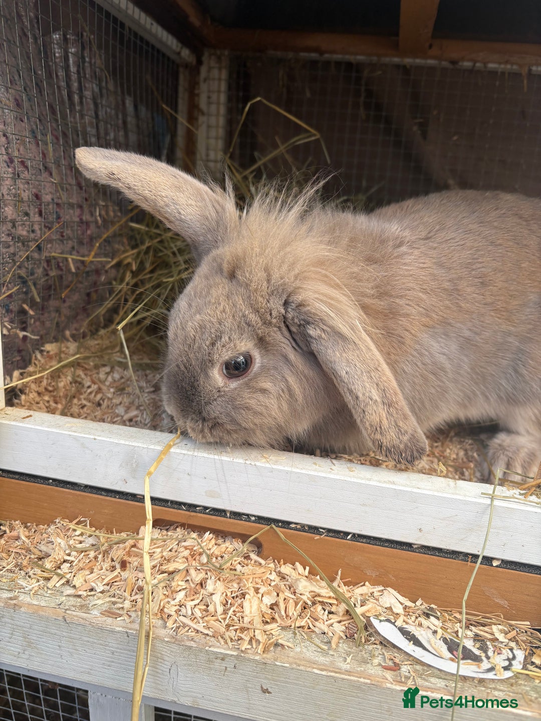 Mixed Breed rabbits for sale: Beautiful rescue rabbits looking for a home  - Advert 4