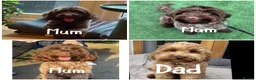 Cockapoo dogs for sale: F2 cockapoos  - Advert 8