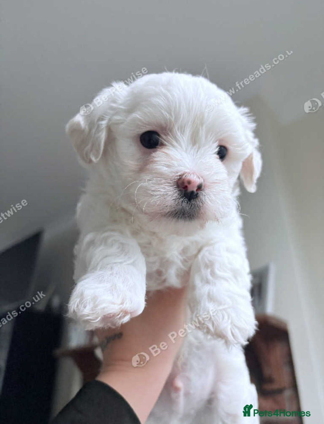 Bichon Frise dogs for sale: Bichon puppy for sale  - Advert 3