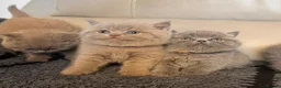 British Shorthair cats for sale: British blue shorthair  - Advert 5