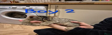 BOY 2