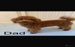 Cavapoo dogs for sale: 🧸F1 Cavapoo, health tested with unique markings.  - Image 8