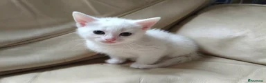 Mixed Breed White kitten