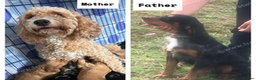 Cockapoo dogs for sale: 1 LEFT Female F1 Cockapoo Ready To Go - Advert 12