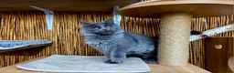 Maine Coon cats for sale: 2 Stunning GCCF Kittens Available.  - Advert 33
