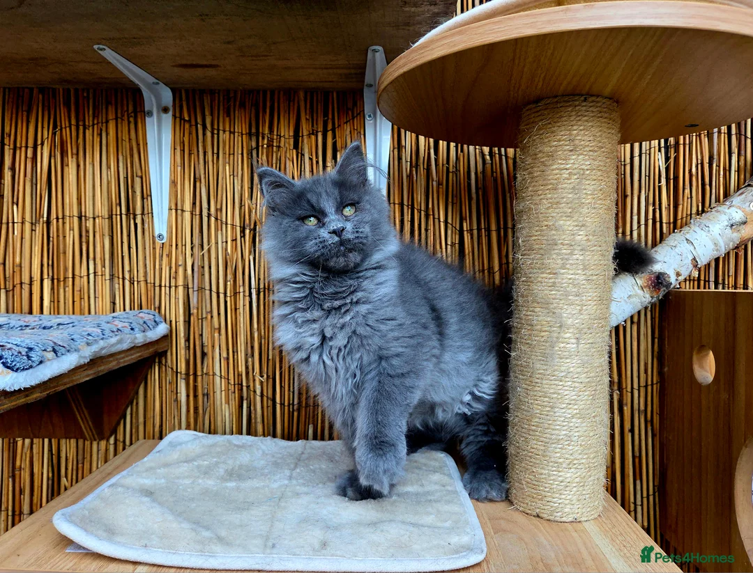 Maine Coon cats for sale: 2 Stunning GCCF Kittens Available.  - Advert 33