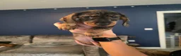 Dachshund dogs for sale: 3 dachshund puppies available  in Horley - Advert 14