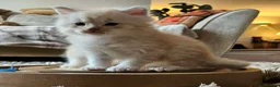 Maine Coon cats for sale: XXL Exceptional Pedigree Kittens Russian line - Advert 33