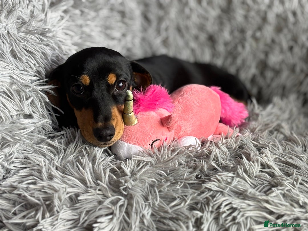 Miniature Dachshund dogs for sale: Re available PRA Clear KC Reg MiniDachshund - Image 3