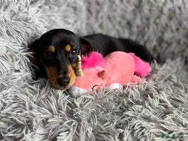 Miniature Dachshund dogs - Advert 8