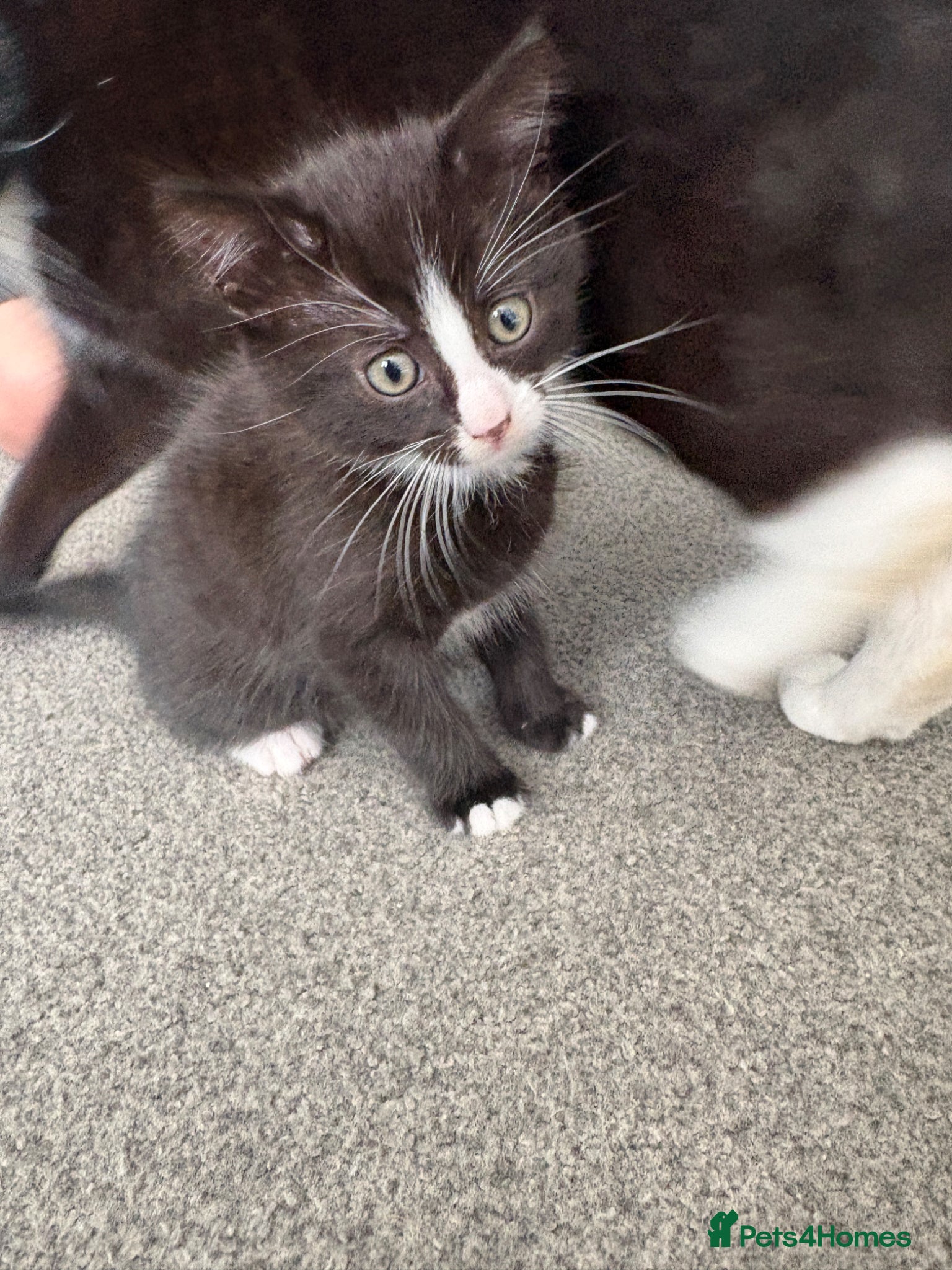 Mixed Breed cats Kitten for sale  - Advert 3
