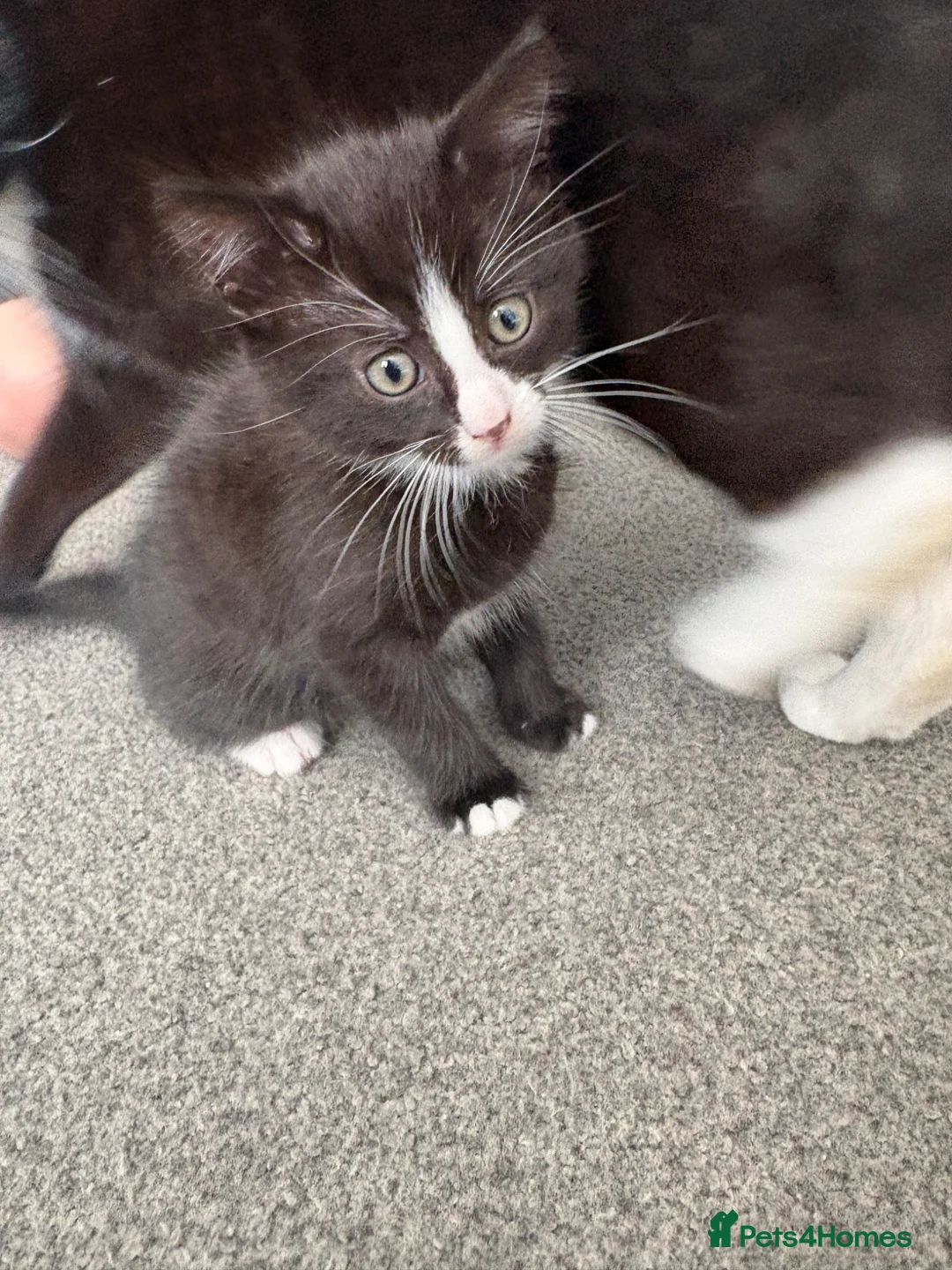 Mixed Breed cats for sale: Kitten for sale  - Advert 1