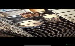 Rat rodents for sale: Dumbo male rats - Image 4