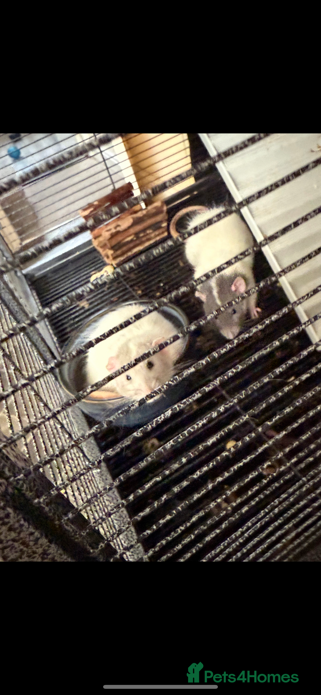 Rat rodents for sale: Dumbo male rats - Image 4