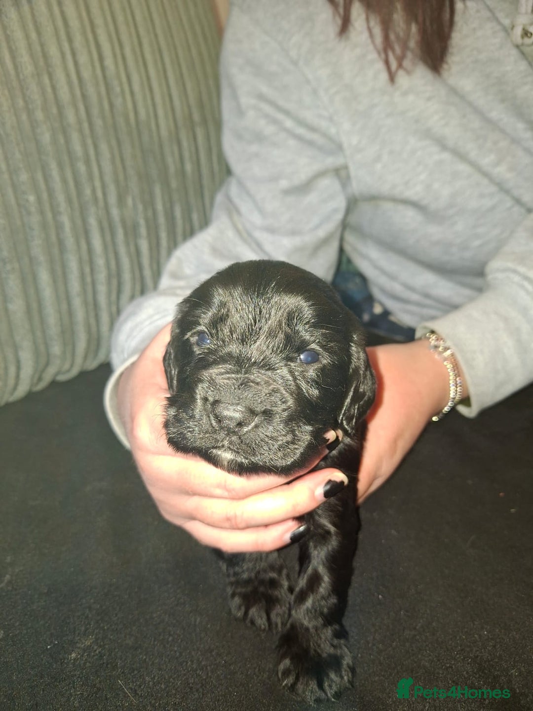 Cocker Spaniel dogs for sale: Beautiful working cocker spaniel puppies for sale - Advert 11