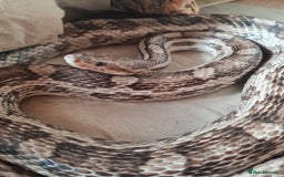 Corn Snake reptiles for sale: Free cornsnake needs rehoming - Image 3