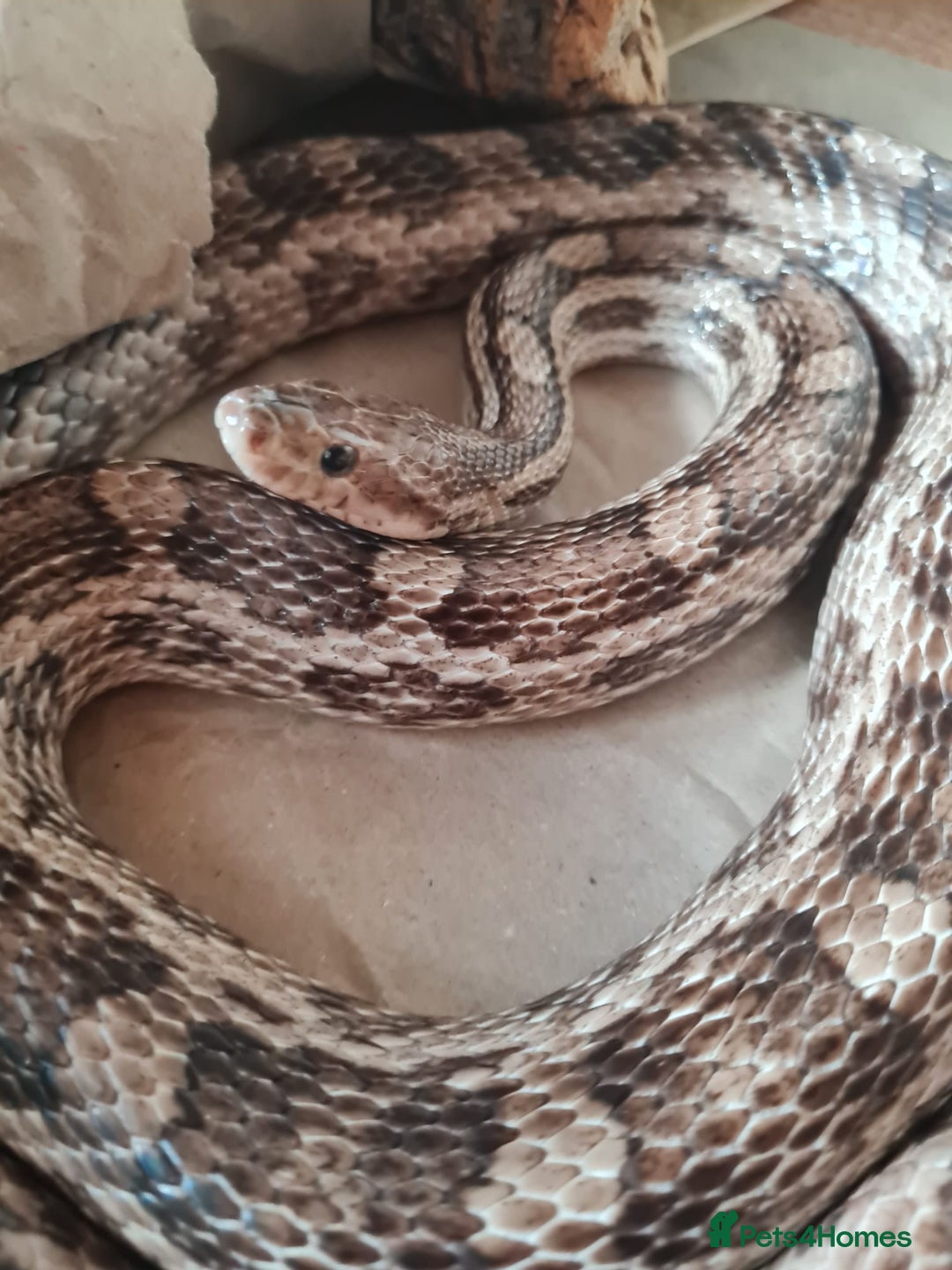 Corn Snake reptiles for sale: Free cornsnake needs rehoming - Image 3