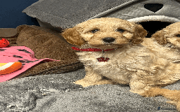 Cavapoochon dogs for sale: Cavapoochon puppies ready for new forever home💕 - Advert 2