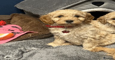 Cavapoochon dogs Cavapoochon puppies ready for new forever home💕 - Advert 14