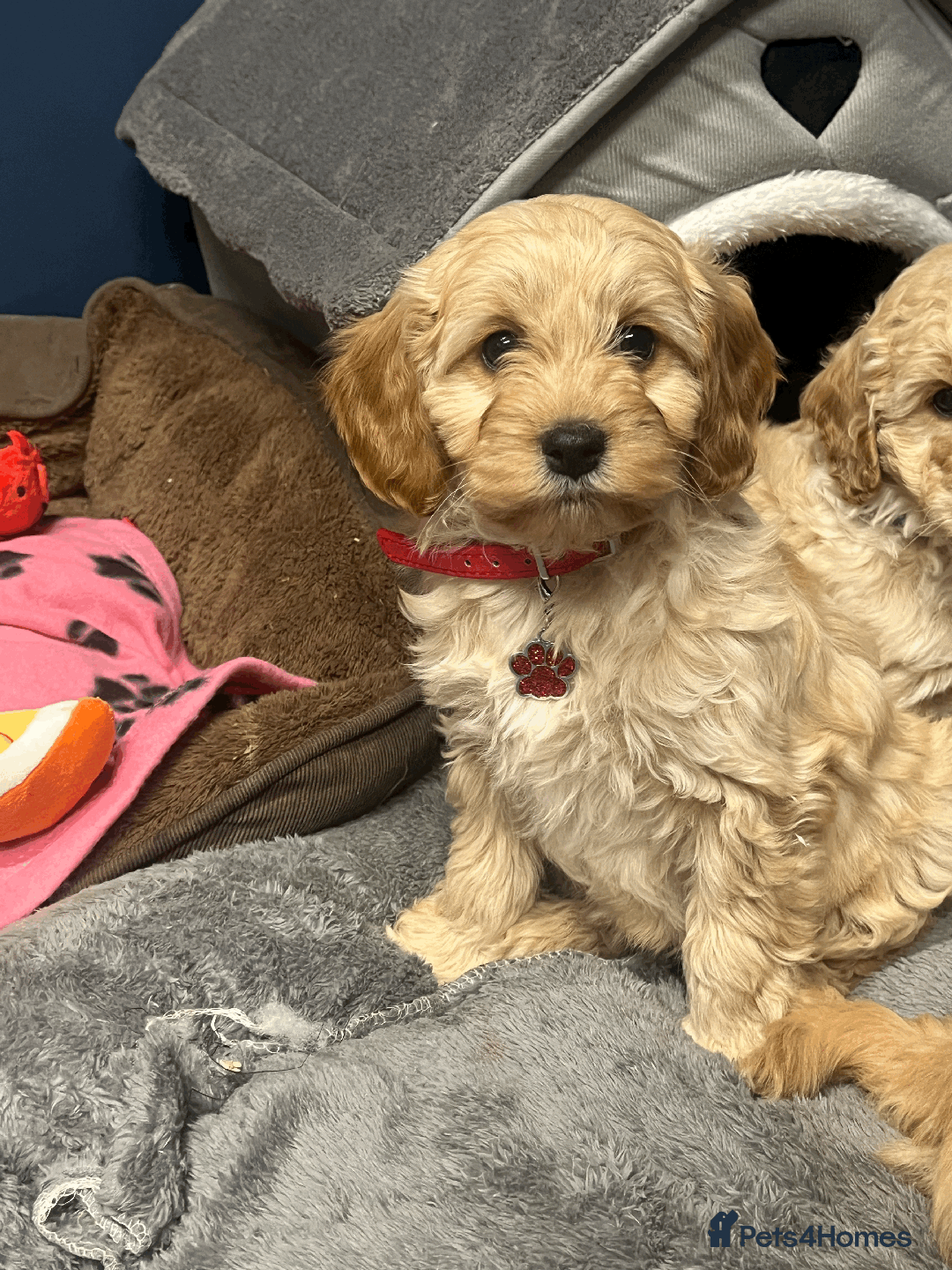 Cavapoochon dogs for sale: Cavapoochon puppies ready for new forever home💕 - Advert 2