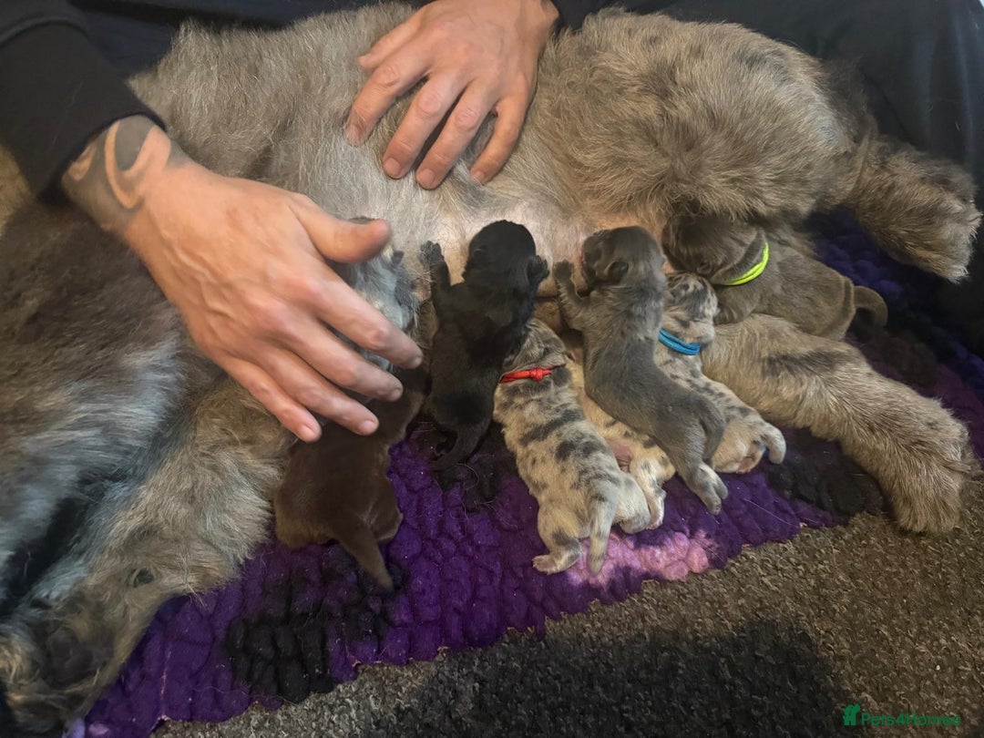 Chow Chow dogs for sale: Chow chow pedigree pups - Advert 17