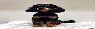Miniature Phantom Poodle 