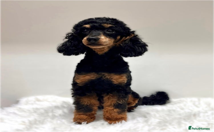 Miniature Poodle dogs 🌟KC Phantom Miniature Poodle Champion Lines🌟 - Advert 10