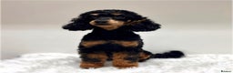 Miniature Poodle dogs for sale: 🌟KC Phantom Miniature Poodle Champion Lines🌟 - Advert 1